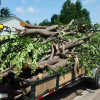 Tree Removal Service Paducah, KY Hicks Landscaping Services